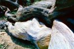 Gnarled Twisted Trees, dry, desiccated, twistree, wood texture, (Pinus longaeva), NPSV03P05_02
