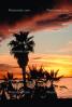 Palm Trees in Santa Monica, Sunset, NPSV03P06_10.2568