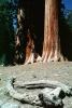 Giant sequoia (Sequoiadendron giganteum), NPSV03P06_15