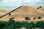 perfect hill, razorback, trees, dry, summer, NPSV03P06_19