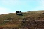 lone oak tree on a hill, terraced cow paths, NPSV03P07_01.2568
