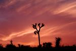 Sunset Clouds, Joshua Tree (Yucca brevifolia), Monocot, Asparagales, Asparagaceae, Agavoideae, Angiosperms, NPSV03P08_08