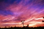 Sunset Clouds, Joshua Tree (Yucca brevifolia), Monocot, Asparagales, Asparagaceae, Agavoideae, Angiosperms, NPSV03P08_10