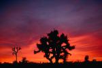 Sunset Clouds, Joshua Tree (Yucca brevifolia), Monocot, Asparagales, Asparagaceae, Agavoideae, Angiosperms, NPSV03P08_12.0624