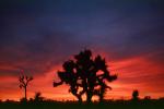 Sunset Clouds, Joshua Tree (Yucca brevifolia), Monocot, Asparagales, Asparagaceae, Agavoideae, Angiosperms, NPSV03P08_13