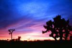 Sunset Clouds, Joshua Tree (Yucca brevifolia), Monocot, Asparagales, Asparagaceae, Agavoideae, Angiosperms, NPSV03P08_14