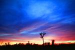 Sunset Clouds, Joshua Tree (Yucca brevifolia), Monocot, Asparagales, Asparagaceae, Agavoideae, Angiosperms, NPSV03P08_15