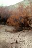 Dirt, soil, dried mud, cracked earth, Craquelure, NPSV03P11_03