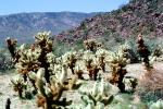Cholla Cactus Garden, Joshua Tree National Monument, NPSV03P11_13