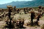Cholla Cactus Garden, Joshua Tree National Monument, NPSV03P11_14.2568