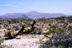 Cholla Cactus Garden, Joshua Tree National Monument, NPSV03P11_16