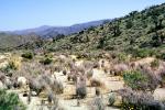 Joshua Tree National Monument, Arid, Drought, Dry, Dessicated, Parched, NPSV03P12_09