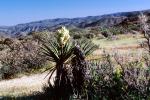 Cholla Cactus Garden, Joshua Tree National Monument, NPSV03P12_17