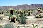 Cholla Cactus Garden, Joshua Tree National Monument, NPSV03P13_02