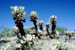Cholla Cactus Garden, Joshua Tree National Monument, NPSV03P13_03