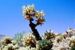Cholla Cactus Garden, Joshua Tree National Monument, NPSV03P13_04