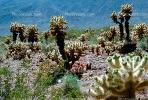 Cholla Cactus Garden, Joshua Tree National Monument, NPSV03P13_06.2568