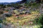 Yellow Desert Flowers, fields, NPSV03P13_17