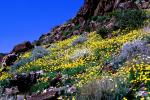 Yellow Desert Flowers, fields, NPSV03P14_01