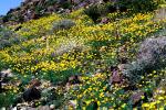 Yellow Desert Flowers, fields, NPSV03P14_03