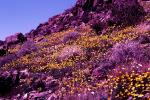 Yellow Desert Flowers, fields, NPSV03P14_04