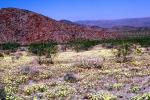 Yellow Desert Flowers, fields, NPSV03P15_04
