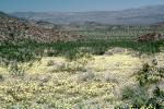 Yellow Desert Flowers, fields, NPSV03P15_07