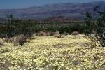 Yellow Desert Flowers, fields, NPSV03P15_08