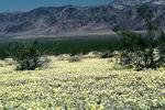 Yellow Desert Flowers, fields, NPSV03P15_09