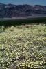 Yellow Desert Flowers, fields, NPSV03P15_10