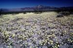 Yellow Desert Flowers, fields, NPSV03P15_11
