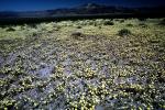 Yellow Desert Flowers, fields, NPSV03P15_15