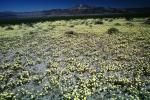Yellow Desert Flowers, fields, NPSV03P15_16