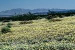 Yellow Desert Flowers, fields, NPSV03P15_17