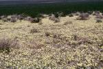 Yellow Desert Flowers, fields, NPSV03P15_18