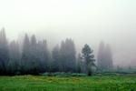 Meadow, Forest of Sequoia Trees in the Fog, NPSV04P01_18
