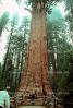 General Sherman Tree, (Sequoiadendron giganteum), NPSV04P02_03.2568