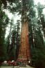 General Sherman Tree, (Sequoiadendron giganteum), NPSV04P02_05