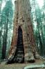 Burn Scar, Giant sequoia (Sequoiadendron giganteum), NPSV04P02_07
