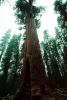 Giant sequoia (Sequoiadendron giganteum), NPSV04P02_08