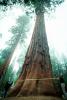 Giant sequoia (Sequoiadendron giganteum), NPSV04P02_09