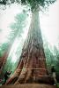 Giant sequoia (Sequoiadendron giganteum), NPSV04P02_10.2568