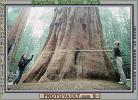 Giant sequoia (Sequoiadendron giganteum), NPSV04P02_10B