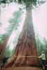 Giant sequoia (Sequoiadendron giganteum), NPSV04P02_11.2473