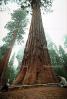 Giant sequoia (Sequoiadendron giganteum), NPSV04P02_12.2568