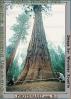 Giant sequoia (Sequoiadendron giganteum), NPSV04P02_12