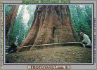 Giant sequoia (Sequoiadendron giganteum), NPSV04P02_12B