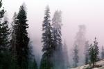 Trees in the misty fog, NPSV04P02_18