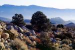 Rocks, Boulders, Creosote Bush, shrub, Mountain Range, snow, Owens Valley