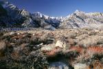 Creosote Bush, shrub, Mountain Range, snow, Owens Valley, NPSV04P07_01